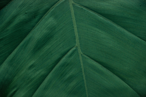 close up view of textured green leaf with copy space