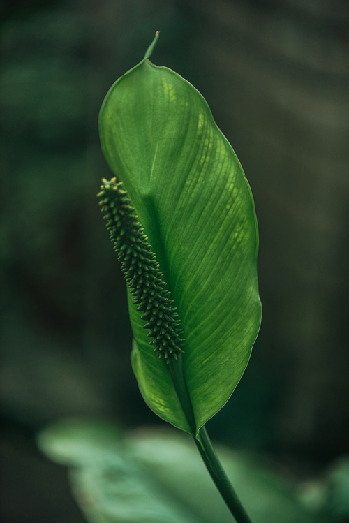 close up view of green leaf on blurred background