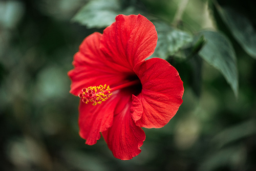 close up view of red flower with green foliage on blurred background