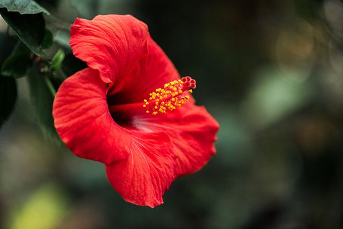 close up view of red flower with green leaves on blurred background