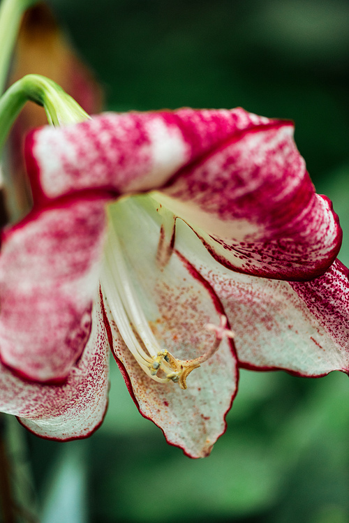 close up view of colorful lily flower in botanical garden