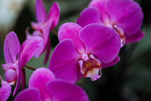 close up view of purple orchid flowers with big petals