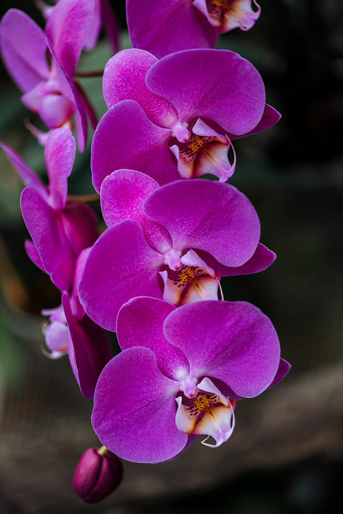 close up view of pink orchid flowers with big petals