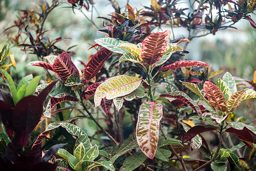 plants with red and green exotic textured leaves