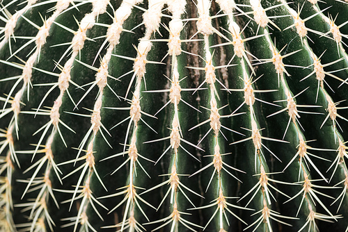 close up view of green cactus with sharp yellow needles