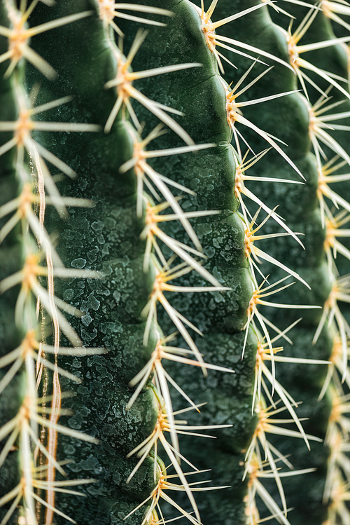 close up view of green cactus with needles