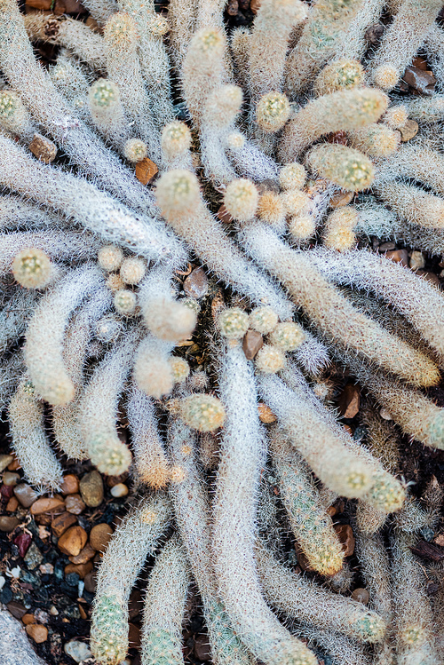 top view of sharp exotic cacti in botanical garden