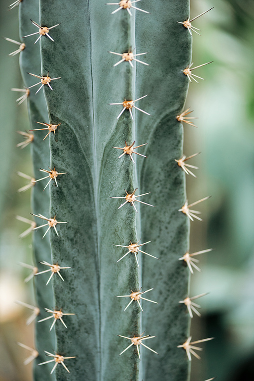 close up view of green cactus with small yellow needles