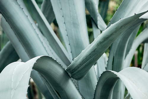 close up view of sharp green cactus prickly leaves