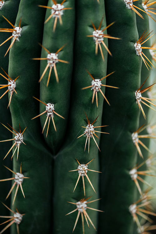 close up view of green cactus with sharp needles