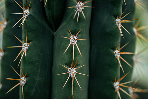 close up view of sharp needles on green cactus