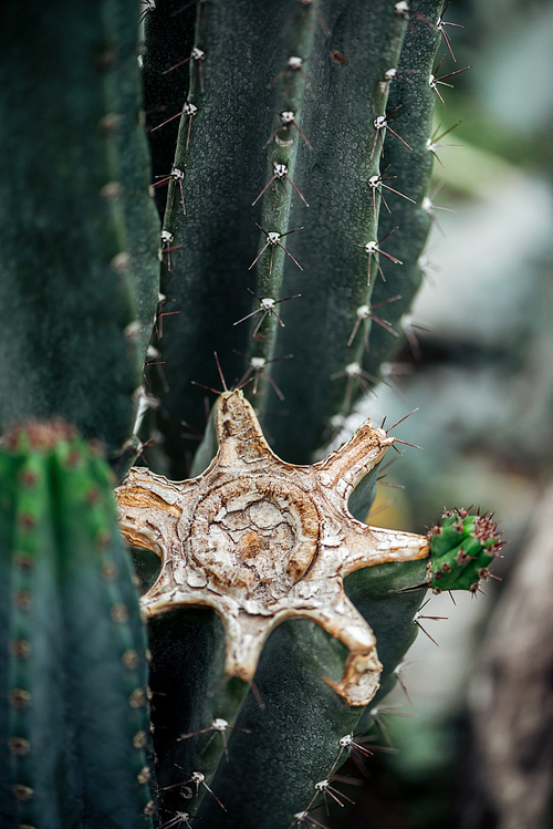 close up view of sharp green cut cactus