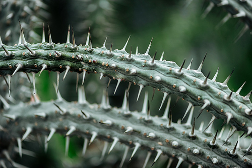 close up view of green cacti leaves with needles