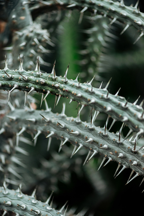 close up view of sharp green textured cacti leaves