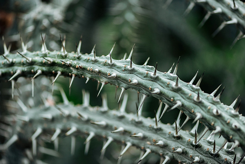 close up view of sharp green cacti leaves