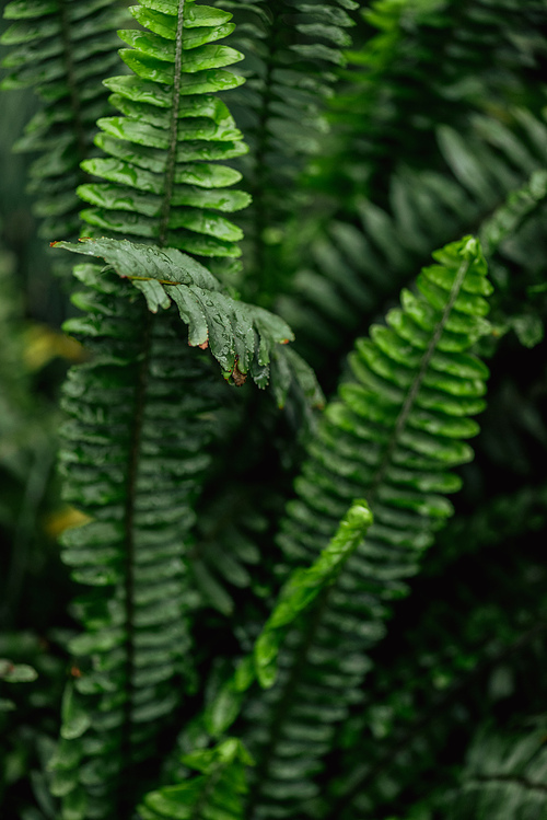 close up view of green colorful fern leaves