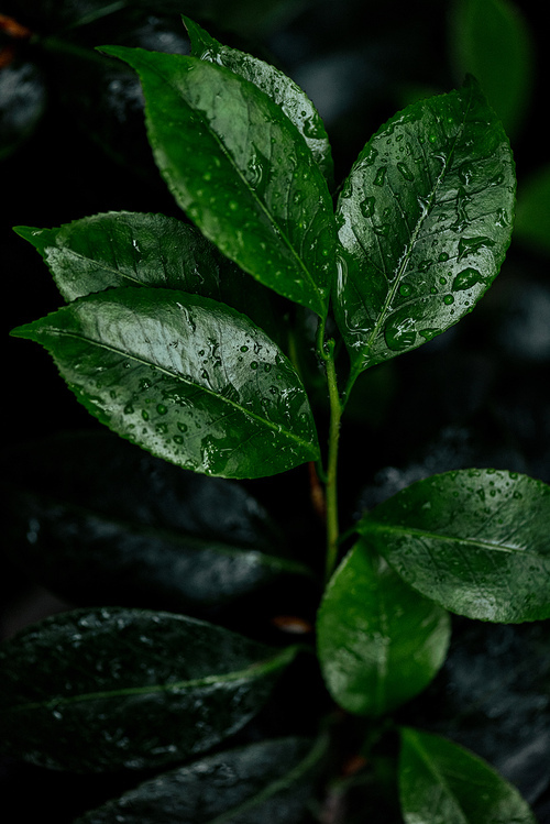 close up view of wet green natural leaves