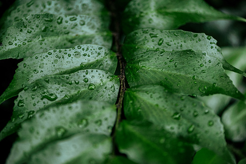 close up view of wet green palm exotic leaf