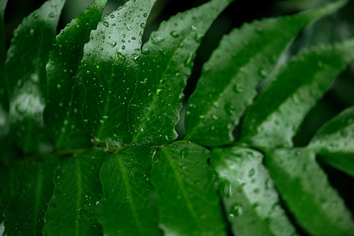 close up view of wet green tropical palm leaf with water drops