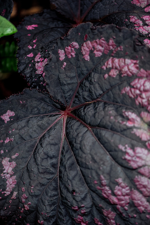 top view of dark textured leaves with pink dots