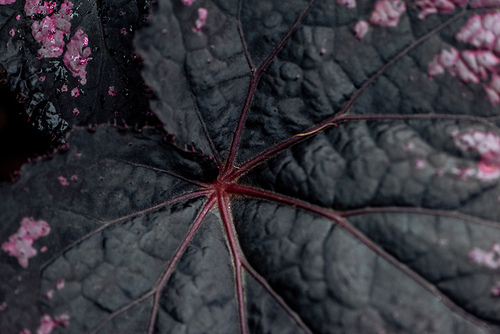 top view of dark textured leaf with pink dots