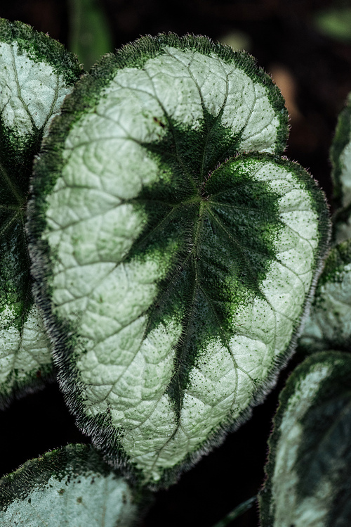 close up view of green and white textured exotic leaves