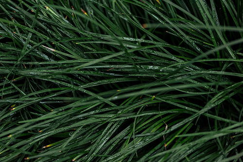 top view of fresh green grass with water drops