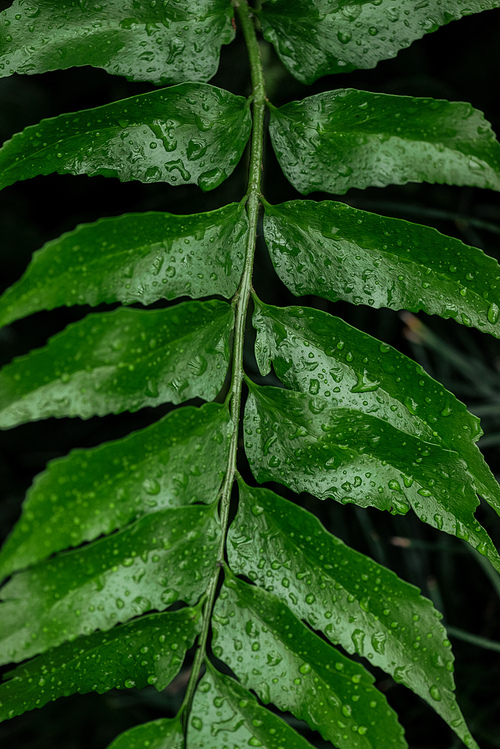 close up view of green tropical palm leaf with water drops