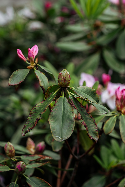 close up view of pink flower buds and green leaves