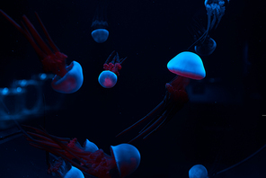 Jellyfishes with blue and pink neon lights on dark background