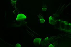 Jellyfishes with green neon light on dark background