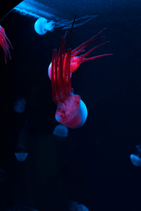 Jellyfishes with colored neon lights on dark background