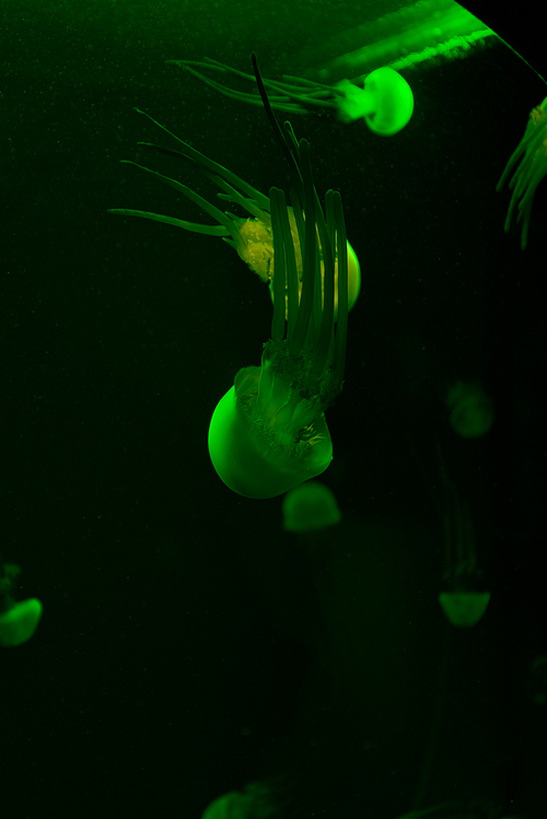 Selective focus of jellyfishes with green neon light on dark background