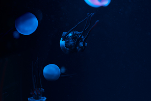 Jellyfishes with blue neon light on dark background