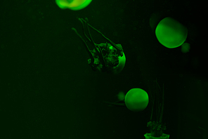Jellyfishes with green neon light in water on dark background