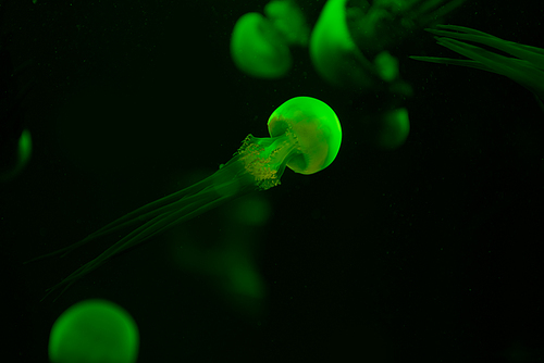 Selective focus of jellyfishes with green neon light in dark aquarium water