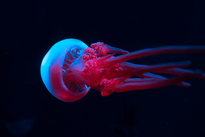 Jellyfish in blue and pink neon lights on black background