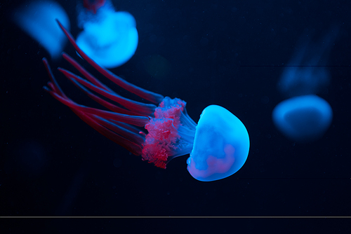 jellyfishes in blue and pink neon lights on black background