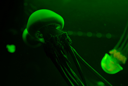 jellyfishes in green neon light on black background