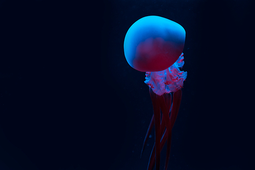 jellyfish in blue and pink neon lights on black background
