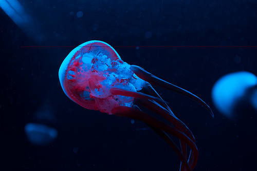 Selective focus of jellyfishes in pink and blue neon light on black background