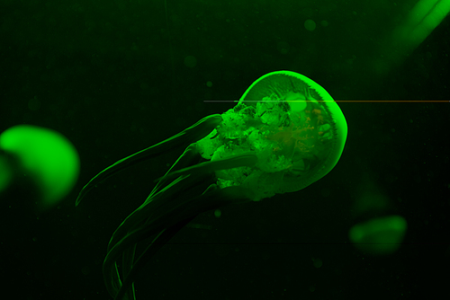 Selective focus of jellyfishes in green neon light on black background