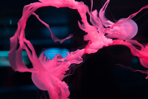 jellyfishes with tentacles in pink neon light on black background