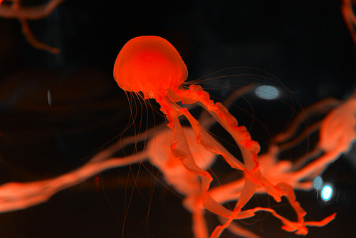 jellyfishes with red neon light on black background