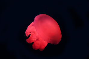Blue blubber jellyfish with red neon light on black background