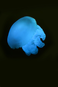 Blue blubber jellyfish with blue neon light on black background