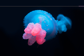 Blue blubber jellyfishes with neon light on black background