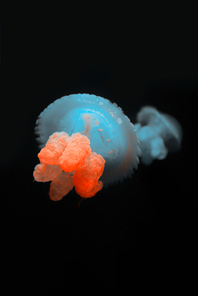 Blue blubber jellyfishes with neon light on black background