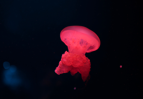 Blue blubber jellyfish in red neon light on black background