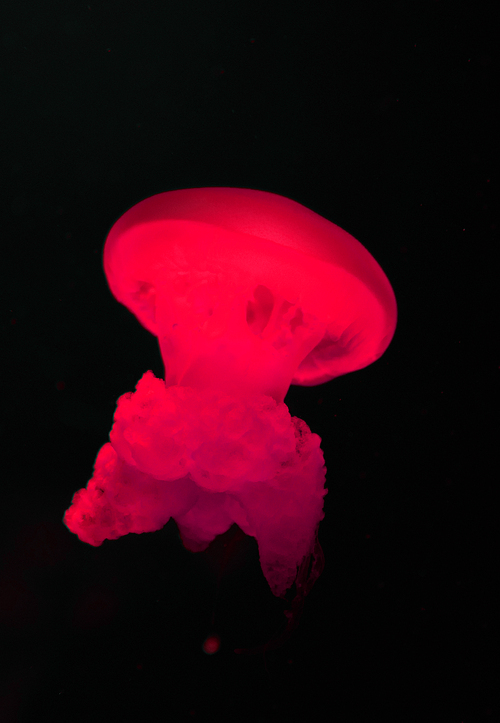 Blue blubber jellyfish with red neon light on black background